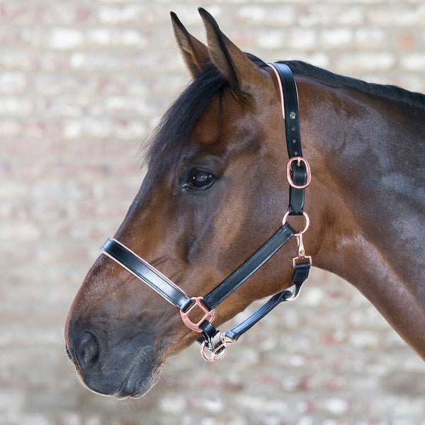 X-Line Rose Black Leather Halter with Rose Gold Hardware